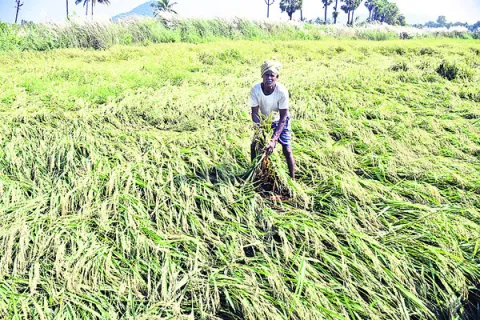 వరిచేను వెన్ను విరిగింది 