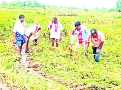 పంట నష్టపోయిన  రైతులను ఆదుకోవాలి  
