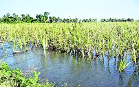 నిండా మునిగిన  చెరకు రైతు 