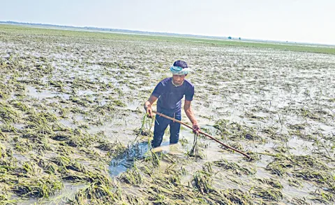 Chandrababu Coalition govt Neglected enumeration e-crop for Farmers