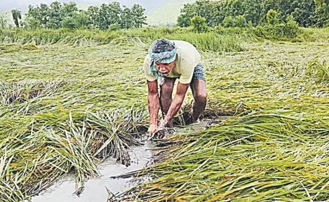 Crop insurance coverage not available to farmers affected by Cyclone Montha: AP