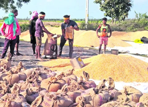 మక్క రైతుకు మంచి కబురు