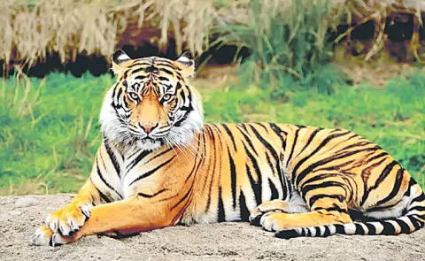Volunteers invited for tiger count