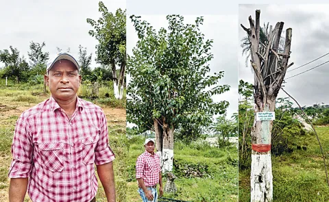tree lover sattheyya tree translocation story
