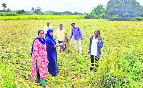 పక్కాగా పంటల సర్వే