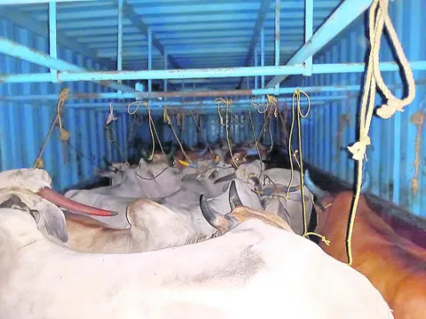 పశువులు అక్రమంగా తరలిస్తున్న ముఠా అరెస్ట్‌