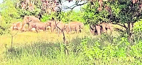 మామిడి తోటలో ఏనుగుల గుంపు తిష్ట 