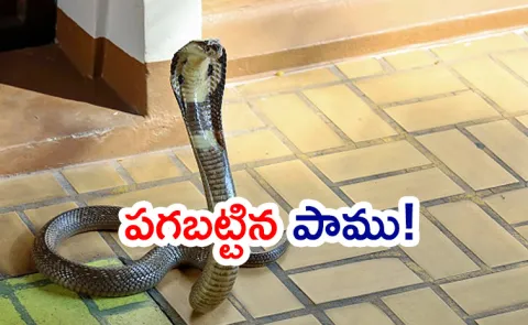 Snake Bites Same Person 7 Times in 33 Days, Becomes Village Talk