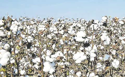 Ginning Millers Opposing CCI New Rules: Telangana