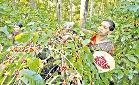 Tribal Farmers Protest: Remunerative Price for Coffee Crop