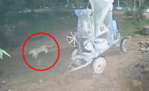 Leopard Movements At Tirupati Sv University