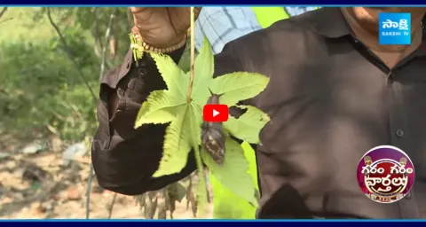 African Snails Disturbing Hyderabad Public 1