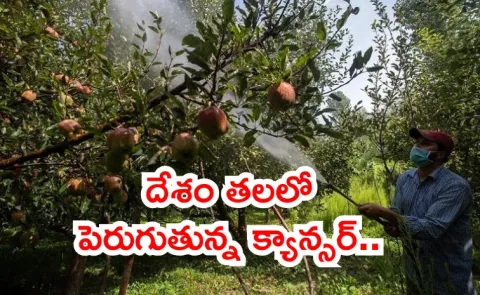 Why Kashmir Turns to Organic Farming Alarming Pesticide Linked Cancer