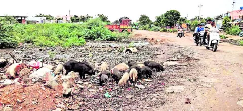 వరాహాల విహారం