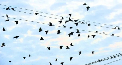 పిచ్చుకల సవ్వడి.. కానరాదాయె.. 
