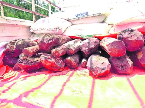 దుంగలు, కేసులు సరే..దొంగలేరీ! 