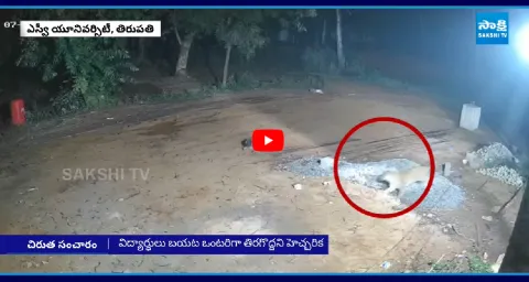 Leopard Attack On Dog At Tirupati SV University 2