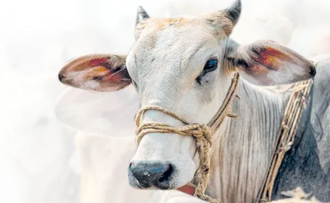 Cattle are being illegally transported in vehicles