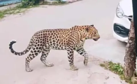 leopard sightings’ turns out to be AI prank