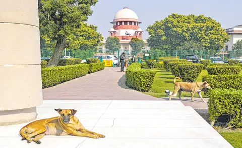 SCI orders removal of street dogs from premises of schools, hospitals