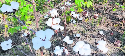 పంట విక్రయానికీ తిప్పలే..