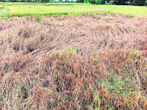 కర్షకుడికి ఎంత కష్టం!