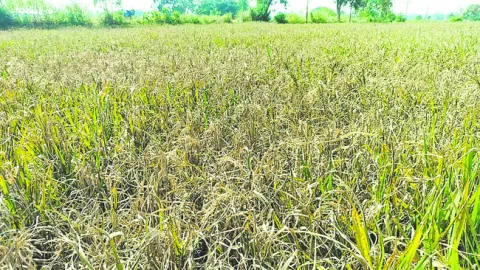 నమ్మితే నట్టేట ముంచారు 