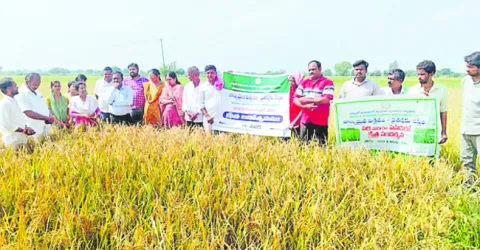 నాణ్యమైన విత్తనాలతో మేలు 