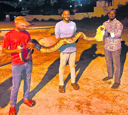 హడలెత్తించిన కొండ చిలువ   