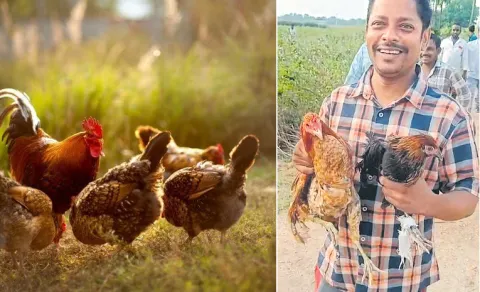 unidentified people abandoned two thousandchickens in Hanmakonda District