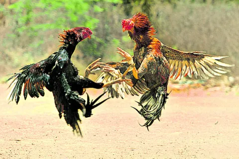 కూటమి నేతల్లో కోడి పందేల కోల్డ్‌ వార్‌ 