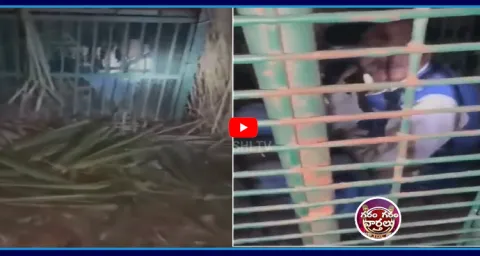 Garam Garam Varthalu Drunker Stuck In Tiger Bone 1