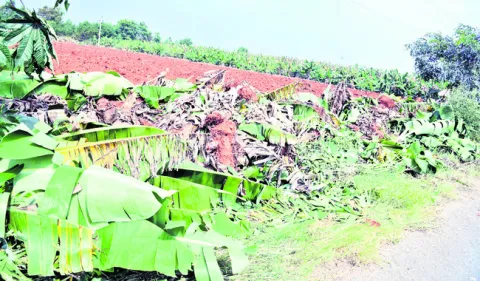 ● మాటలతోనే సరి.. రైతు ఆశలు ఆవిరి 
