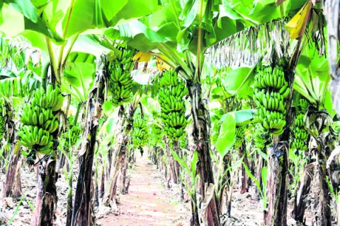 మాటలతోనే సరి..  రైతు ఆశలు ఆవిరి 