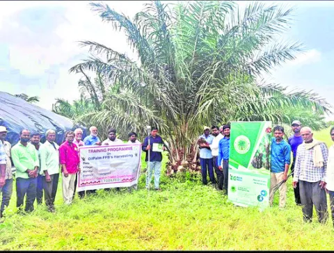 ఆయిల్‌పామ్‌తో నిరంతర ఆదాయం