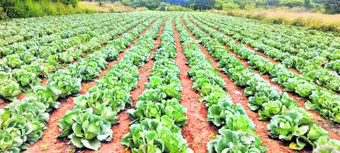 రైతు చూపు.. కూరగాయల వైపు