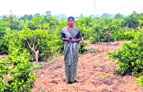 60 చీనీ చెట్ల నరికివేత