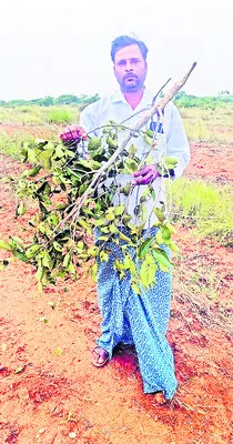 పొలం మొత్తం దున్నేశారు 
