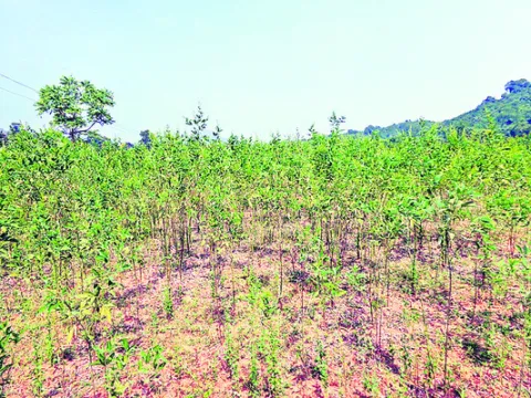 మన్యంలో కందికి ప్రోత్సాహమేదీ! 