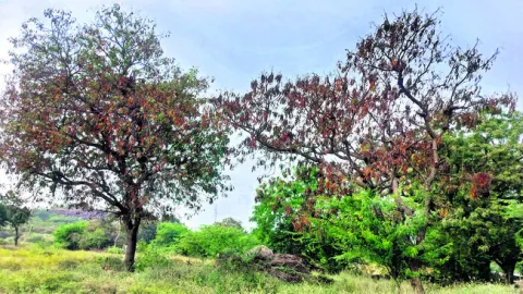 వేప చెట్టుకు విపత్తు 