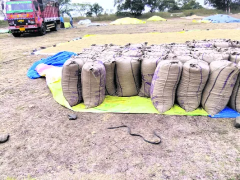 కొనుగోలు కేంద్రం నుంచి వడ్ల సంచుల చోరీ