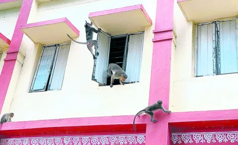 వామ్మో.. వానరాలు!