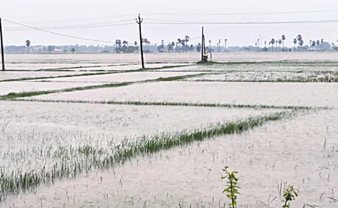 Ditva Cyclone effect rayalaseema districts