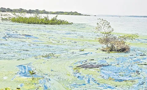 Krishna River Gets Polluted With Chemicals