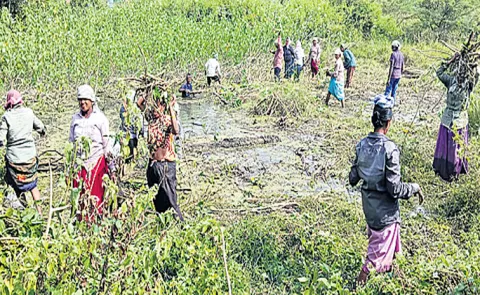 Business in Srikakulam district with rubber plants found in ponds