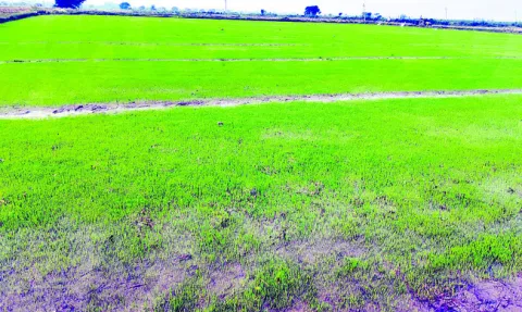 రబీ గట్టెక్కేనా..