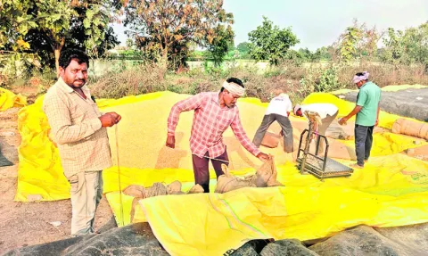 మక్కల పైసలు రాకపాయె!