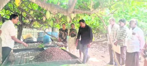 కోకో గింజలు ఆరబెడితే రైతుకు లాభదాయకం 
