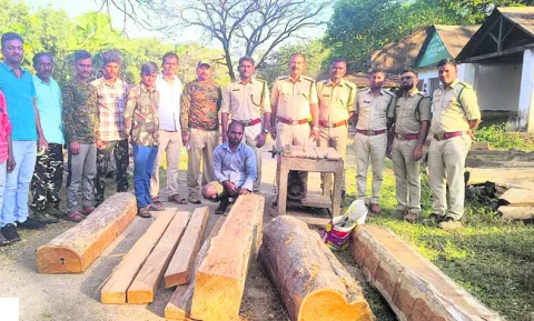 కలప పట్టివేత