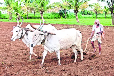 యాసంగి ప్రణాళిక ఖరారు